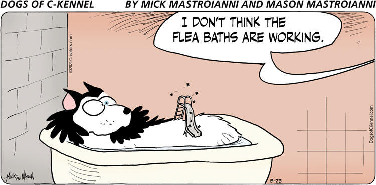 Dogs of C-Kennel for Aug 25, 2024