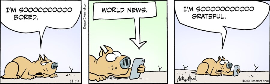 Dogs of C-Kennel for Nov 19, 2024