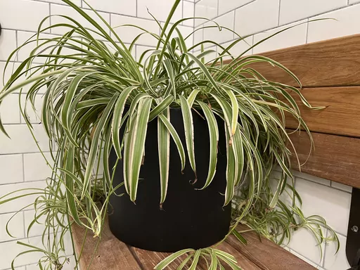 This Dec. 7, 2023, image provided by Jessica Damiano shows a spider plant displayed on a shower seat on Long Island, NY. (Jessica Damiano via AP)