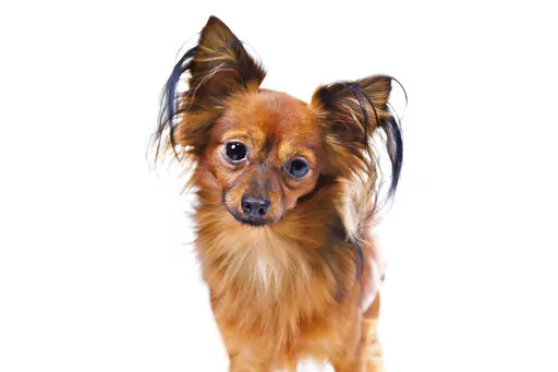 This undated photo, provided by the American Kennel Club, shows the Russian Toy breed. The American Kennel Club announced that the Mudi and Russian Toy have received full recognition, and are eligible to compete in the Herding Group and Toy Group, respectively. These additions bring the number of AKC-recognized breeds to 199.(American Kennel Club via AP)