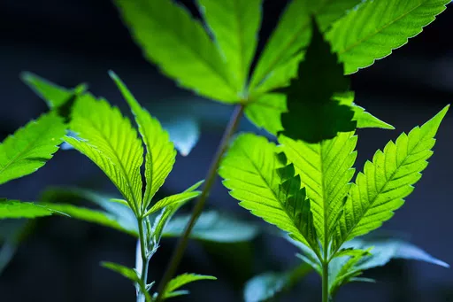 Cannabis clones are displayed for customers at Home Grown Apothecary, April 19, 2024, in Portland, Ore. The Justice Department has formally moved to reclassify marijuana as a less dangerous drug in a historic shift to generations of drug policy in the United States. A proposed rule sent Thursday to the federal register recognizes the medical uses of cannabis and acknowledge it has less potential for abuse than some of the nation’s most dangerous drugs. (AP Photo/Jenny Kane, File)