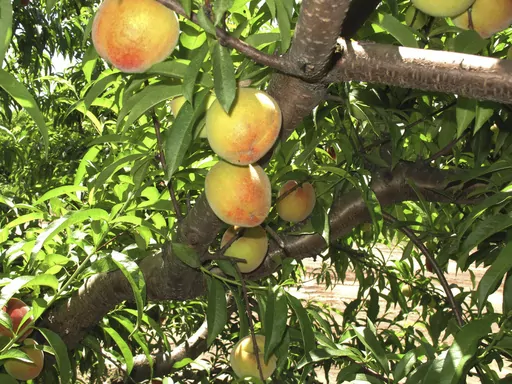 In this Wednesday, May 22, 2013 photo, peaches ripen on a branch at Chappell Farms orchard in Kline, S.C. (AP Photo/Jeffrey Collins, File)