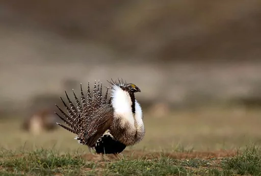 A male sage grouse struts in the early morning hours outside Baggs, Wyo., on April 22, 2015. A federal judge on Friday, June 2, 2023, yanked the U.S. government's approval for a phosphate mining project in southeastern Idaho. The decision comes five months after the judge ruled the U.S. Bureau of Land Management violated environmental laws when it approved the Caldwell Canyon Mine in 2019. Those include a failure to consider the indirect impact of processing ore at a nearby plant and the impact 