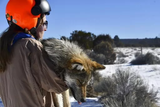 This Jan. 27, 2023 image provided by the Mexican Wolf Interagency Field Team shows Grace Dougan, a U.S. Fish and Wildlife Service volunteer, carrying a sedated wolf during the agency's annual survey near Aragon, N.M. A team conducts a health check and attaches a collar to the wolf before releasing it back into the wild. The agency released the survey results Tuesday, Feb. 28, 2023, saying there are at least 241 wolves in the wild in New Mexico and Arizona. (Mexican Wolf Interagency Field Team vi