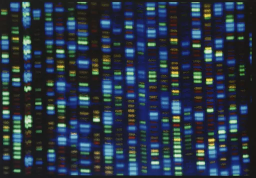 This undated image made available by the National Human Genome Research Institute shows the output from a DNA sequencer. The much-heralded Human Genome Project was a huge milestone for science, but most of that genetic blueprint came from one man from Buffalo, N.Y. On Wednesday, May 10, 2023, scientists announced they have sequenced the genomes of 47 people from around the world, allowing scientists to be able to look at what's normal and what's not across people and learn more about what genes 