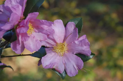 This undated photo provided by Planting Fields Archives shows Camellia sasanqua x 'Long Island Pink' flowers in bloom at Planting Fields Arboretum State Historic Park in Oyster Bay, New York. (Vincent A. Simeone/Planting Fields Archives via AP)
