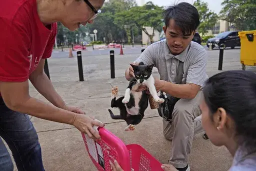 Let's Adopt Indonesia volunteer Serefanus Melvin, center, put a stray cat into a container during a "Trap, Neuter and Return" project aimed at reducing stray cat population, in Jakarta, Indonesia, on Nov. 9, 2024. (AP Photo/Dita Alangkara)