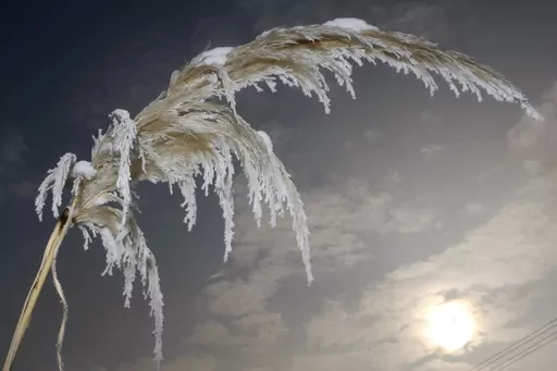 Pampas grass (Cortaderia selloana) covered with rime appears in Ludwigsburg, Germany on March 12, 2010. Experts say some plants are more flammable than others but all plants can ignite under the right conditions. Those conditions include improper pruning, insufficient watering, and poor sanitation practices that allow dry, dead plant parts to remain on the soil surface. (AP Photo/Thomas Kienzle, File)