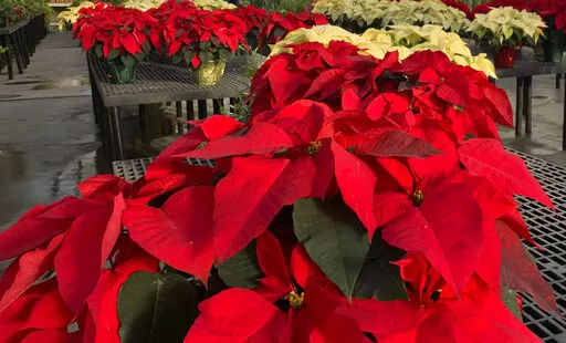 Poinsettias appear on display at a nursery in Larchmont, N.Y. on Monday, Dec. 5, 2022. The trick to poinsettias is keeping them alive through the holiday season. That starts with keeping them warm, even on the trip home from the store. (AP Photo/Julia Rubin)