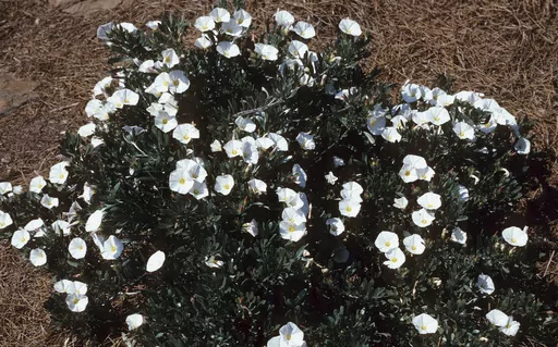 This undated image provided by Bugwood.org shows a Silverbush (Convolvulus cneorum) plant in bloom. The fast-growing, drought-tolerant evergreen is a good choice for covering ground in desert climates. (John Ruter/University of Georgia/Bugwood.org via AP)