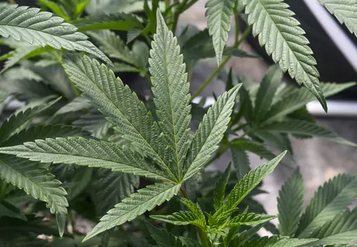 Marijuana plants grow at a secured growing facility in Washington county, N.Y., May 12, 2023. An NCAA medical committee believes it is time to remove marijuana from the governing body's list of banned drugs. It also thinks drug testing should be limited to performance-enhancing substances. (AP Photo/Hans Pennink, File)