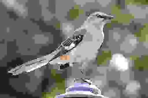 A northern mockingbird appears on April 28, 2015, in Houston. Birding’s popularity soared during the pandemic, when people were eager to get outside. Merlin, a free app, is able to identify birds solely by sound. (AP Photo/Pat Sullivan, File)