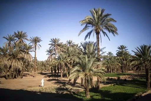 A man walks next to agricultural lands in the Alnif oasis town, near Tinghir, Morocco, Tuesday, Nov. 29, 2022. The centuries-old oases that have been a trademark of Morocco are under threat from climate change, which has created an emergency for the kingdom's agriculture. (AP Photo/Mosa'ab Elshamy)