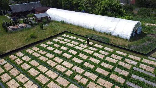 Anton Avramenko walks by his snail farm in Veresnya, on the outskirts of Kyiv, Ukraine, Friday, June 10, 2022. Snail farming isn't the type of business you expect to see when you think about Ukraine. Though in recent years, as the economic relations with the EU are tightening, Ukrainians have mastered new ideas of production which can be a perfect fit for the European market. (AP Photo/Natacha Pisarenko)