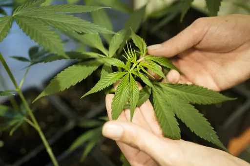 An employee shows a growing cannabis or hemp plant in a box at the Cannabis Museum in Berlin, Germany, Tuesday, Aug. 15, 2023. Germany's Cabinet is set to approve a plan to liberalize rules on cannabis, setting the scene for the European Union's most populous member to decriminalize possession of limited amounts and allow members of "cannabis clubs" to buy the substance for recreational purposes. (AP Photo/Markus Schreiber)