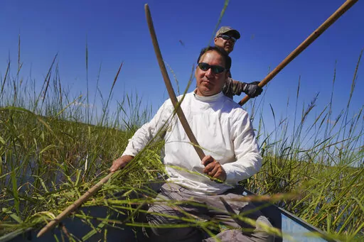 Ryan White, front, and Darold Madigan harvest wild rice on Leech Lake in Minnesota, Sunday, Sept. 11, 2022. White, who has been ricing for three decades, says the beds are "continually shrinking," which endangers the wild rice's spiritual and economic gifts. (AP Photo/Jessie Wardarski)