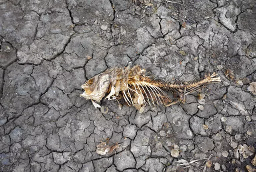 A dead fish skeleton laying on the cracking earth of a dry lake bed near the village of Conoplja, 150 kilometers north-west of Belgrade, Serbia, Tuesday, Aug. 9, 2022. Water shortages reduced Serbia's hydropower production. An unprecedented drought is afflicting nearly half of the European continent, damaging farm economies, forcing water restrictions and threatening aquatic species. Water levels are falling on major rivers such as the Danube, the Rhine and the Po. (AP Photo/Darko Vojinovic, Fil