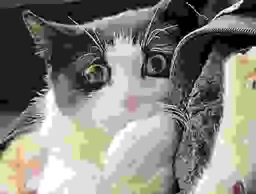 In this photo provided by Elizabeth Wilkins is Leo the cat in Juneau, Alaska, on Aug. 31, 2023. Elizabeth Wilkins and her partner Tom Schwartz were reunited with Leo 26 days after their home collapsed Aug. 5, 2023, into the swollen Mendenhall River in Juneau, Alaska. (Elizabeth Wilkins via AP)