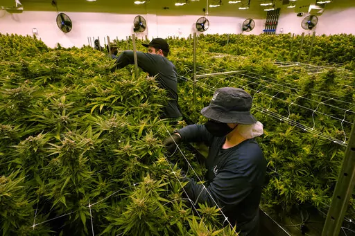 FILE workers trim cannibis plants that are close to harvest in a grow room at the Greenleaf Medical Cannabis facility in Richmond, Va., Thursday, June 17, 2021. Republican lawmakers in Virginia who opposed legalizing simple possession of marijuana say they don't want to scrap the law, but they do want to make significant changes. (AP Photo/Steve Helber/FILE)
