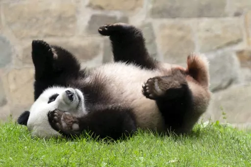 Giant panda Xiao Qi Ji plays at his enclosure at the Smithsonian National Zoo in Washington, Sept. 28, 2023. Early Wednesday morning, Nov. 8, three large white crates containing giant pandas Mei Xiang, Tian Tian and their cub Xiao Qi Ji were loaded by forklifts onto waiting trucks for the trip ro Chengdu, China. (AP Photo/Jose Luis Magana, File)