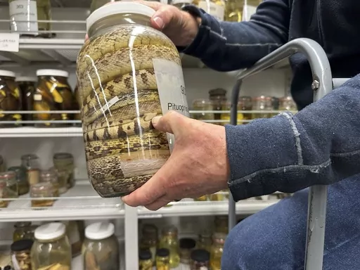 Greg Schneider, research museum collections manager for the University of Michigan Museum of Zoology's division of reptiles and amphibians, holds a jar containing snake specimens Wednesday, Oct. 18, 2023, in Ann Arbor, Mich. They are part of a donation from Oregon State University that could make Michigan's collection of snake specimens the largest held by any research institution in the U.S. (AP Photo/Mike Householder)