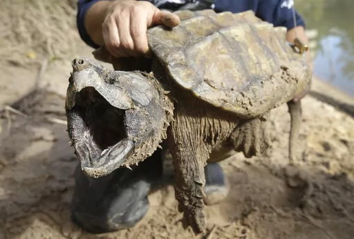 A male alligator snapping turtle is held after being trapped by the Turtle Survival Alliance-North American Freshwater Turtle Research Group, Saturday, Nov. 24, 2018, as part of the process of tagging turtles. The species is among dozens under consideration for federal protections. The Biden administration on Thursday, March 28, 2024, restored a rule that gives blanket protections to species considered threatened with extinction. (Melissa Phillip/Houston Chronicle via AP, File)