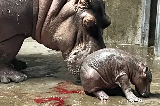 In this photo provided by the Cincinnati Zoo & Botanical Garden, Bibi, a 23-year-old hippopotamus, stands by her new baby, born Wednesday, Aug. 3, 2022. The staff at the zoo discovered the calf's mother was pregnant around April Fool's Day. It came as a surprise because she was on birth control. (Cincinnati Zoo & Botanical Garden via AP)
