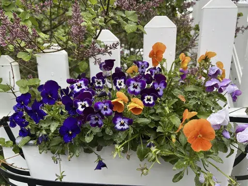 This May, 2, 2023, image provided by Jessica Damiano shows a fence-mounted planting box brimming with colorful pansies on Long Island, N.Y. Damiano recommends that first-time gardeners start small by planting in such containers or in small beds and borders to avoid overwhelm. (Jessica Damiano via AP)