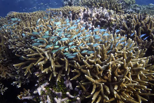 A school of fish swim above corals on Moore Reef in Gunggandji Sea Country off the coast of Queensland in eastern Australia on Nov. 13, 2022.  Australia’s environment minister said on Tuesday, Nov. 29, 2022 her government will lobby against UNESCO adding the Great Barrier Reef to a list of endangered World Heritage sites.  (AP Photo/Sam McNeil, File)