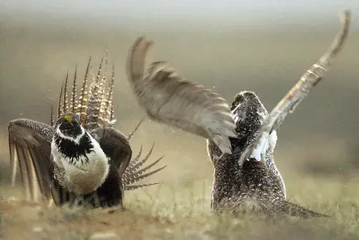 In this May 9, 2008, file photo, male sage grouses fight for the attention of females southwest of Rawlins, Wyo. (Jerret Raffety/The Rawlins Daily Times via AP)