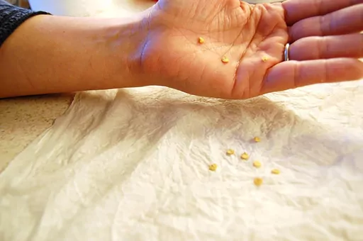 This image provided by Jessica Damiano shows a seed-germination test in progress on Long Island New York, as 10 Jackpot pepper hybrid seeds are placed on a moist paper towel Next, they will be folded into the towel and placed into a zipper-top plastic bag to retain warmth and moisture. Within a week or so, the viable seeds will sprout roots. (Jessica Damiano via AP)