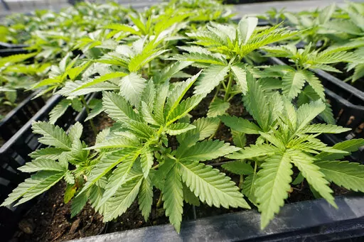 Marijuana plants for the adult recreational market are are seen in a greenhouse at Hepworth Farms in Milton, N.Y., July 15, 2022. New York has issued the first 36 cannabis dispensary licenses on Monday, Nov. 21, 2022 taking a monumental step in establishing a legal  — and lucrative — marketplace for recreational marijuana. (AP Photo/Mary Altaffer)