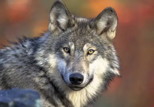 This photo provided by the U.S. Fish and Wildlife shows a gray wolf, April 18, 2008. Wolf hunters in Wisconsin would have to register their kills faster, face a limited window for training their dogs and couldn't disturb dens under new regulations state wildlife officials are finalizing. The state Department of Natural Resources plans to hold a public hearing on the new regulations Tuesday afternoon, Sept. 12, 2023, via Zoom. (Gary Kramer/U.S. Fish and Wildlife Service via AP, File)