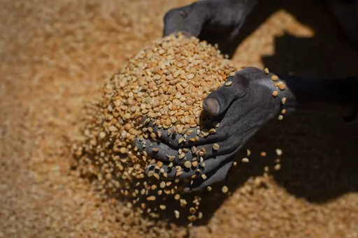 An Ethiopian woman scoops up portions of yellow split peas to be allocated to waiting families after it was distributed by the Relief Society of Tigray in the town of Agula, in the Tigray region of northern Ethiopia, on May 8, 2021. Nearly 1,500 people died of malnutrition in just part of Ethiopia's blockaded Tigray region over a four-month period between July and October 2021, according to a new report published in Jan. 2022 by the region's health bureau. (AP Photo/Ben Curtis, File)