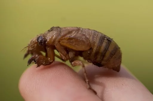 A periodical cicada nymph is held in Macon, Ga., Wednesday, March 27, 2024. This periodical cicada nymph was found while digging holes for rosebushes. Trillions of cicadas are about to emerge in numbers not seen in decades and possibly centuries.(AP Photo/Carolyn Kaster)