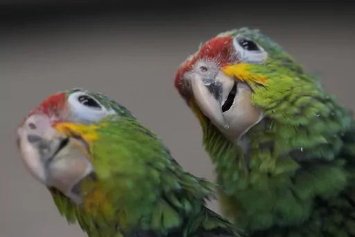 A pair of young red-lored Amazon parrots investigate their environment at the Rare Species Conservatory Foundation in Loxahatchee, Fla., Friday, May 19, 2023, nearly two months after a smuggler was caught, according to a criminal complaint, with 29 parrot eggs at Miami International Airport in late March when the eggs began hatching in his carry-on bag while in transit. The RSCF is raising the 24 surviving red-lored and yellow-naped parrots while looking for a long-term home for the birds. (AP P
