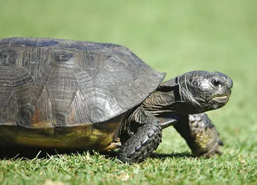 A gopher tortoise ambles along a tee box on Sept. 21, 2014 in Ponte Vedra Beach, Fla. The U.S. Fish and Wildlife Service said Tuesday, Oct. 11, 2022, that the burrowing reptiles don’t need federal protection in Florida, Georgia, South Carolina and most of far south Alabama but remain threatened in southeastern Mississippi and bits of Louisiana and southwest Alabama. (Will Dickey/The Florida Times-Union via AP)